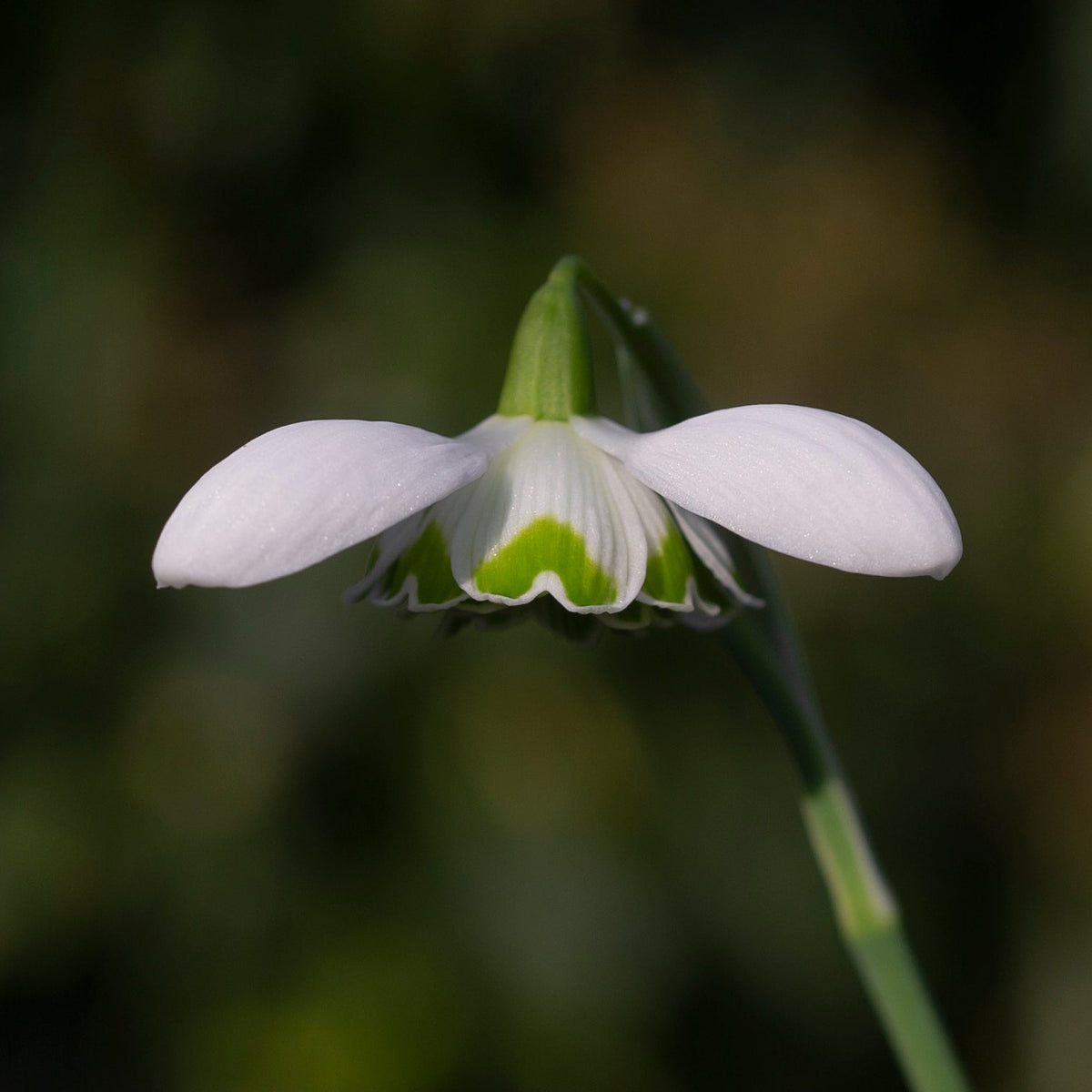 Galanthus 'Barbara's Double' snowdrop flower