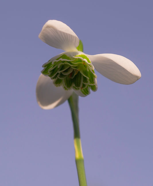 Galanthus 'Barbara's Double'