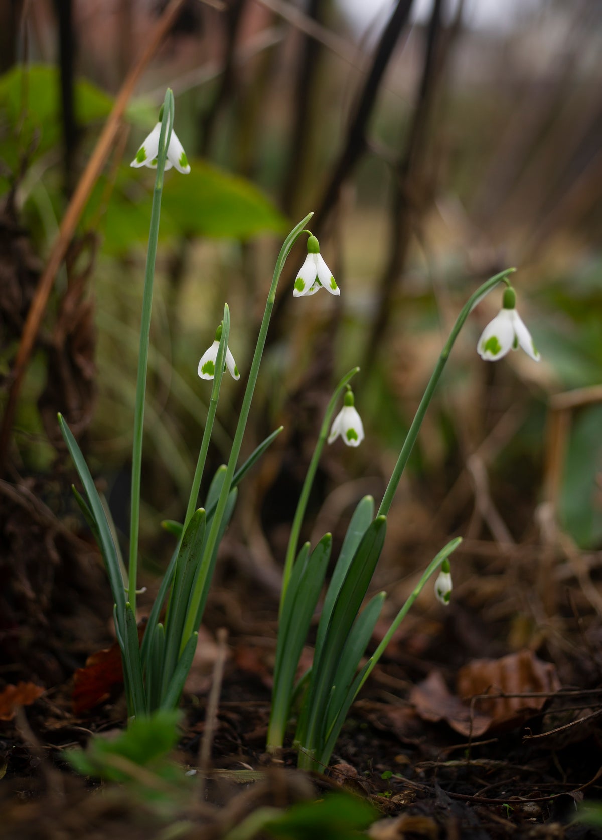 Galanthus 'Copton Trym' snowdrop – photo 4