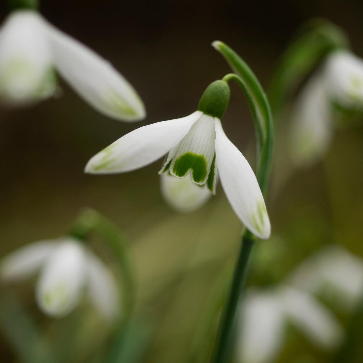 Galanthus nivalis 'Cornwood' snowdrop flower