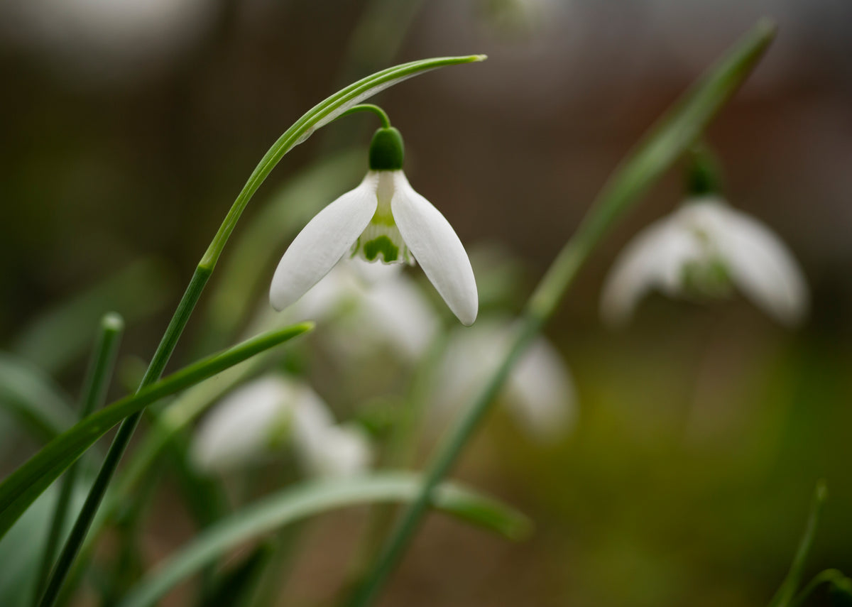 Galanthus nivalis 'Tiny Grouchy' snowdrop – photo 3