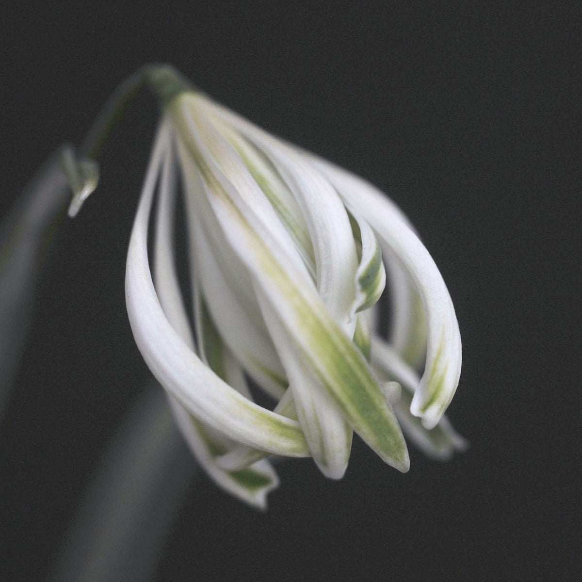 Galanthus nivalis 'The Alburgh Claw'