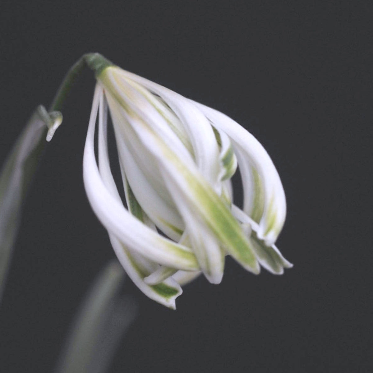 Galanthus nivalis 'The Alburgh Claw'