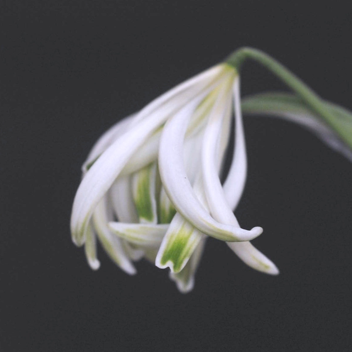 Galanthus nivalis 'The Alburgh Claw'