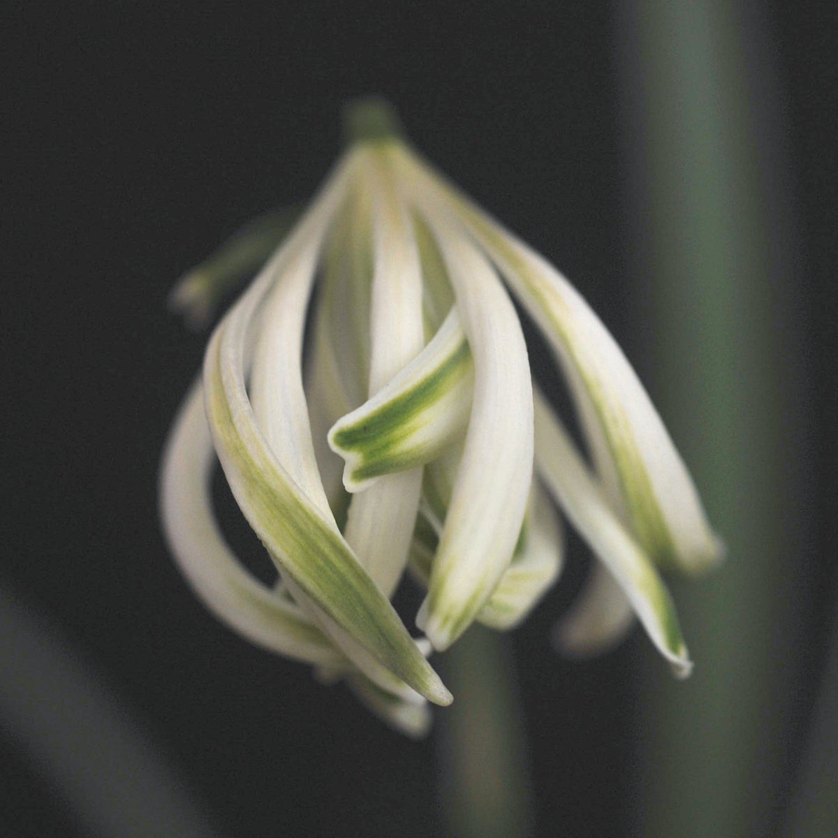 Galanthus nivalis 'The Alburgh Claw'