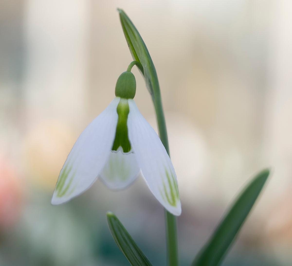 Galanthus 'Amy Doncaster'