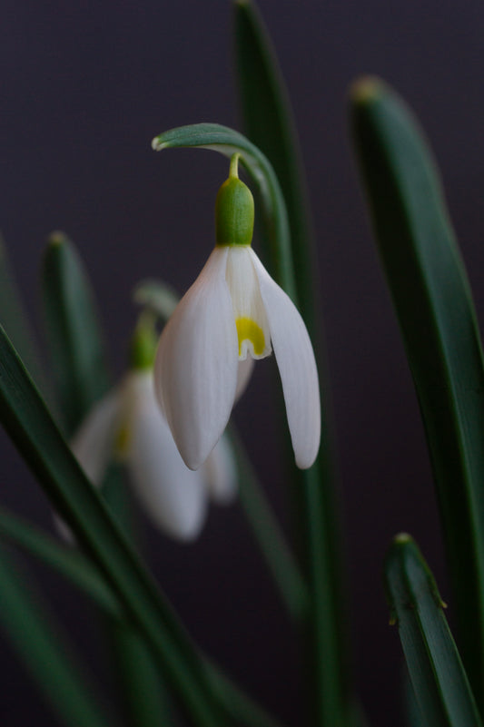 Galanthus 'Anita'