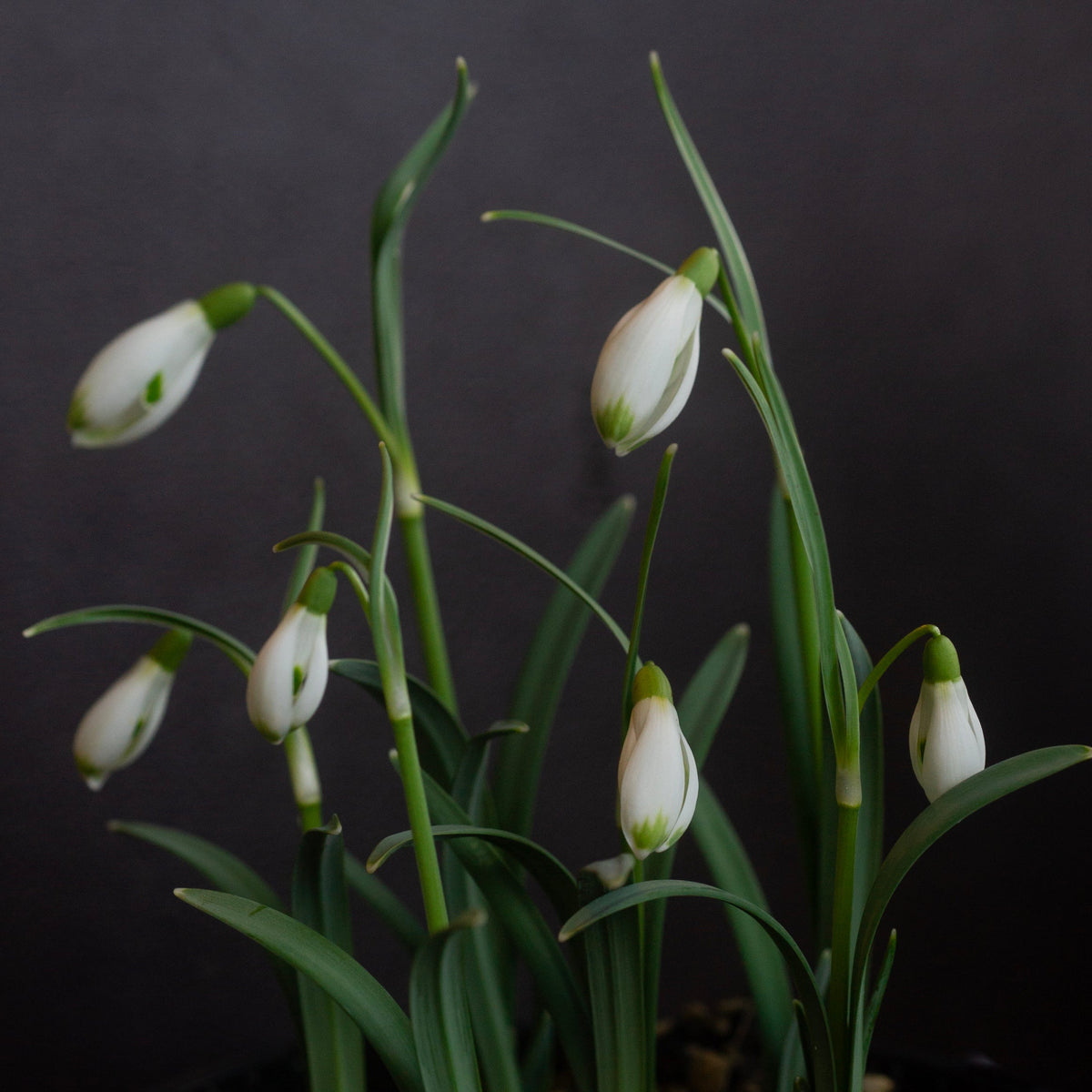 Galanthus nivalis 'Ant' snowdrop flower