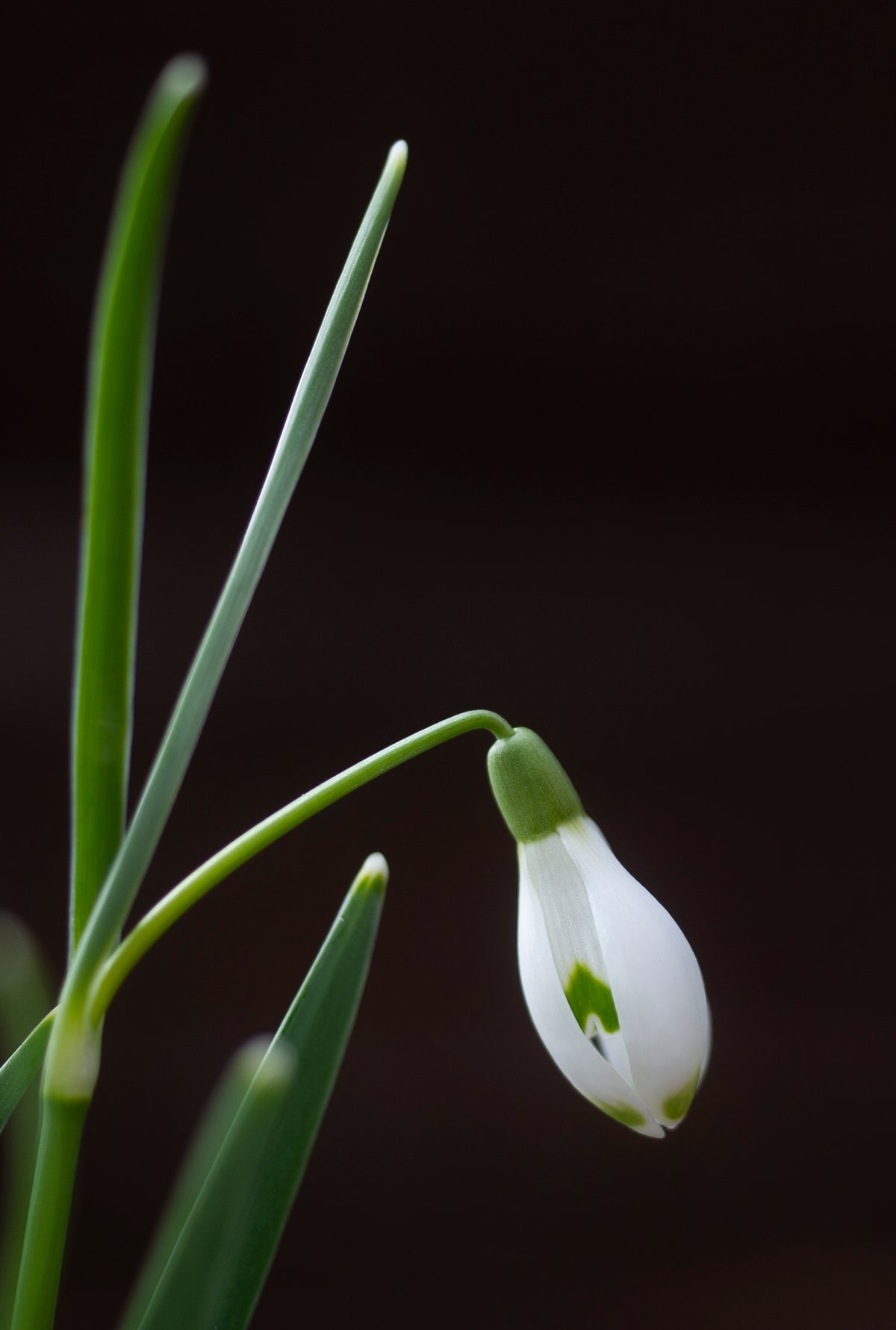 Galanthus nivalis 'Ant' snowdrop – photo 7