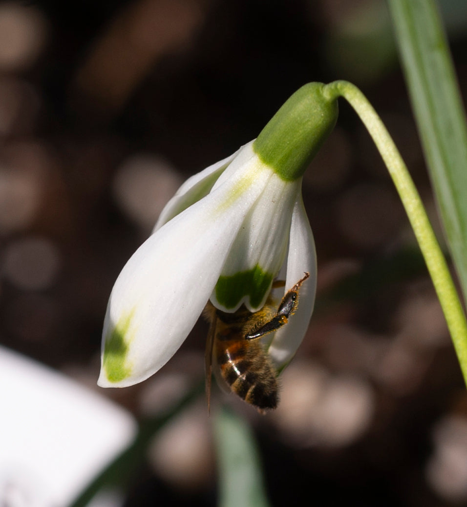 Galanthus nivalis 'Ant' snowdrop – photo 6