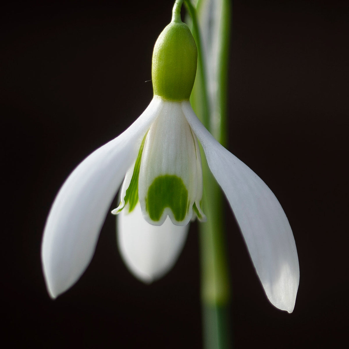Galanthus 'Bankside' snowdrop flower
