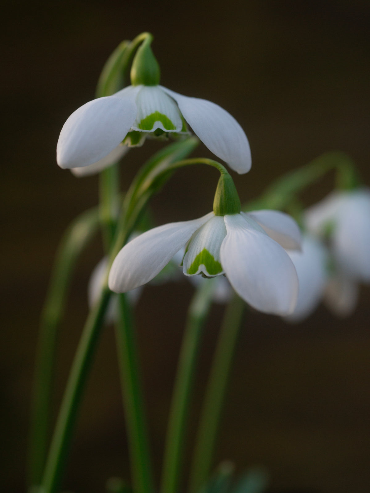 Galanthus 'Barbara's Double' snowdrop – photo 5