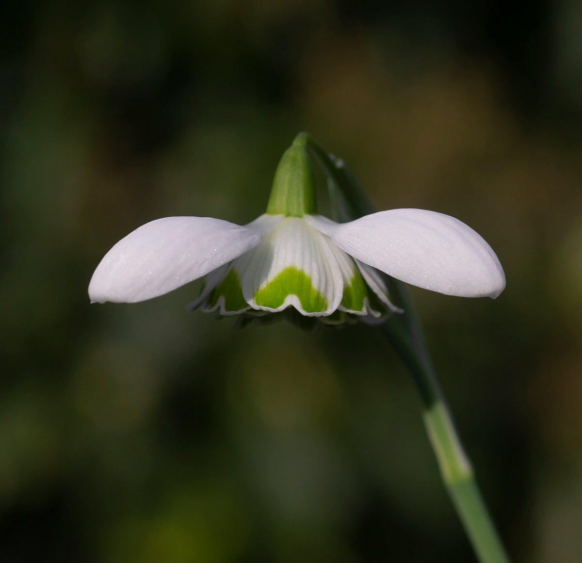 Galanthus 'Barbara's Double' snowdrop – photo 7