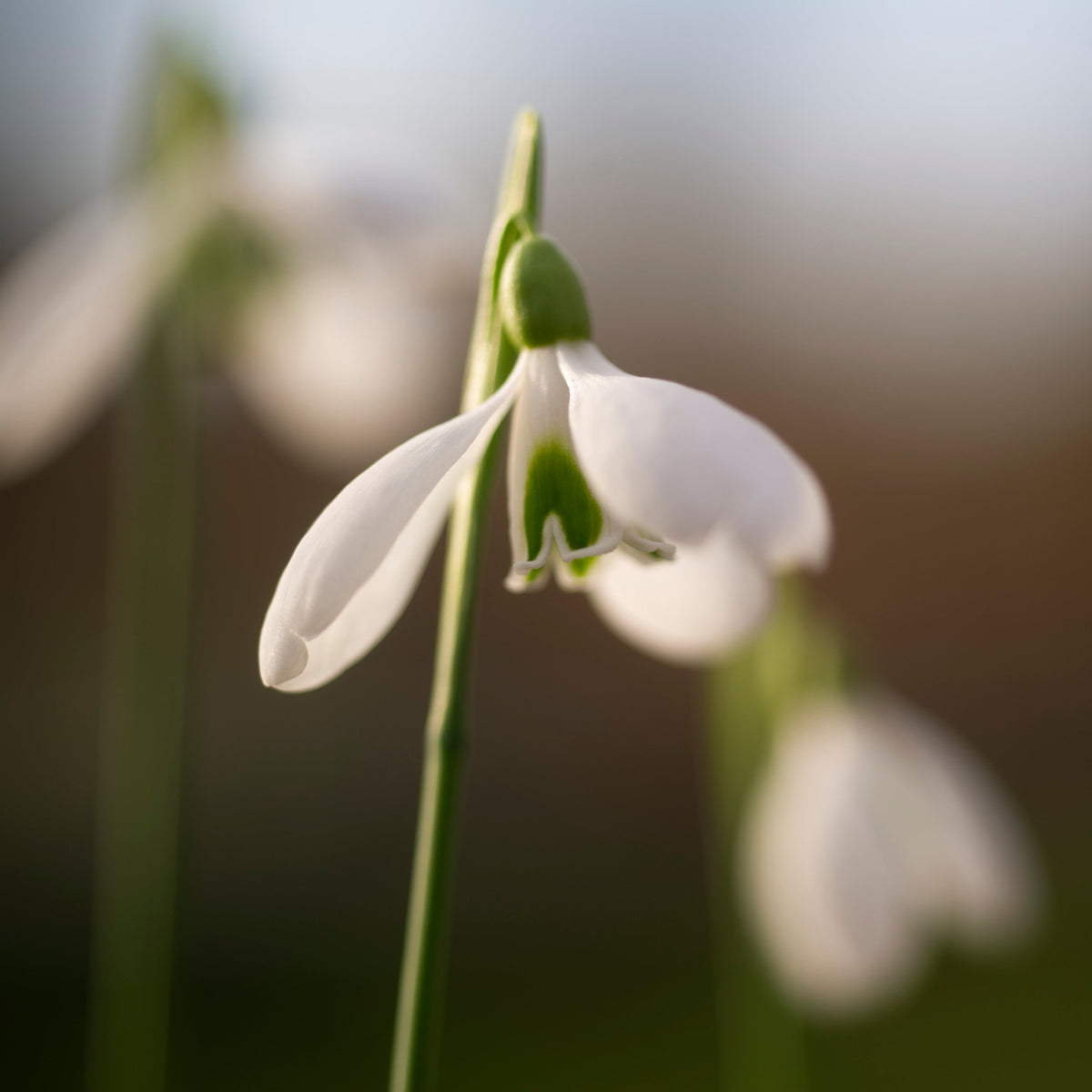 Galanthus rizehensis 'Baytop' snowdrop flower