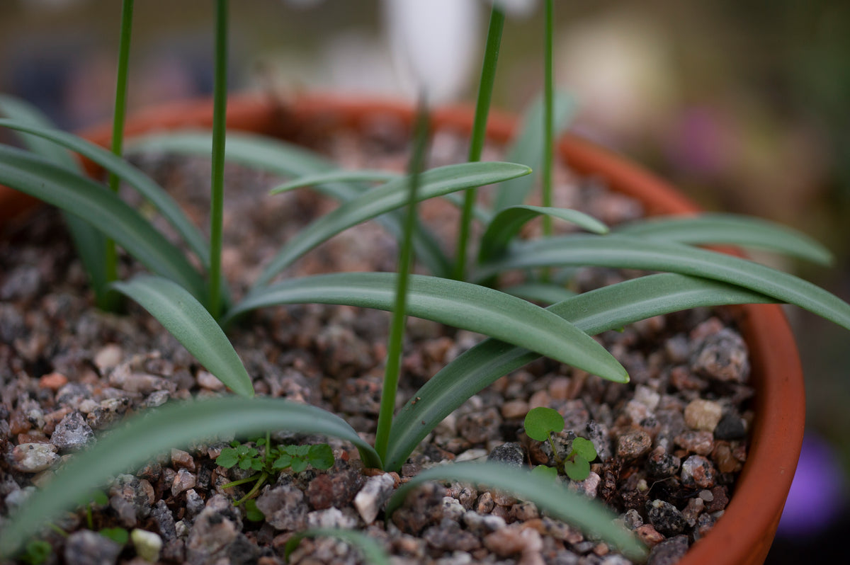 Galanthus rizehensis 'Baytop' snowdrop – photo 5