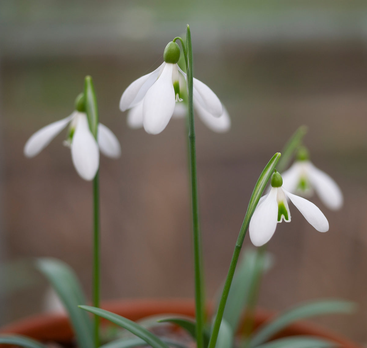Galanthus rizehensis 'Baytop' snowdrop – photo 6