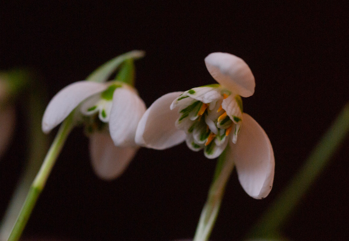 Galanthus 'Bernhard Rollich' snowdrop – photo 5