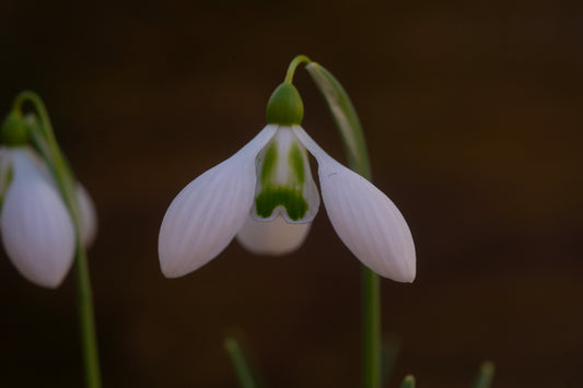 Galanthus 'Big Eyes'