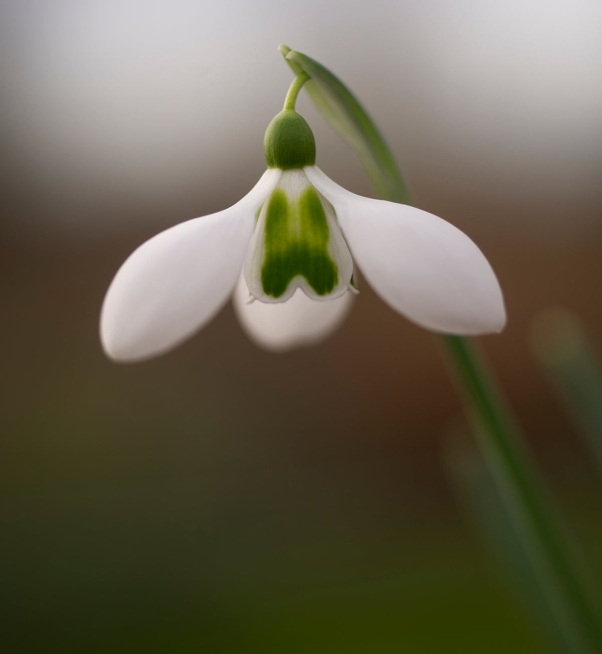 Galanthus 'Big Eyes'