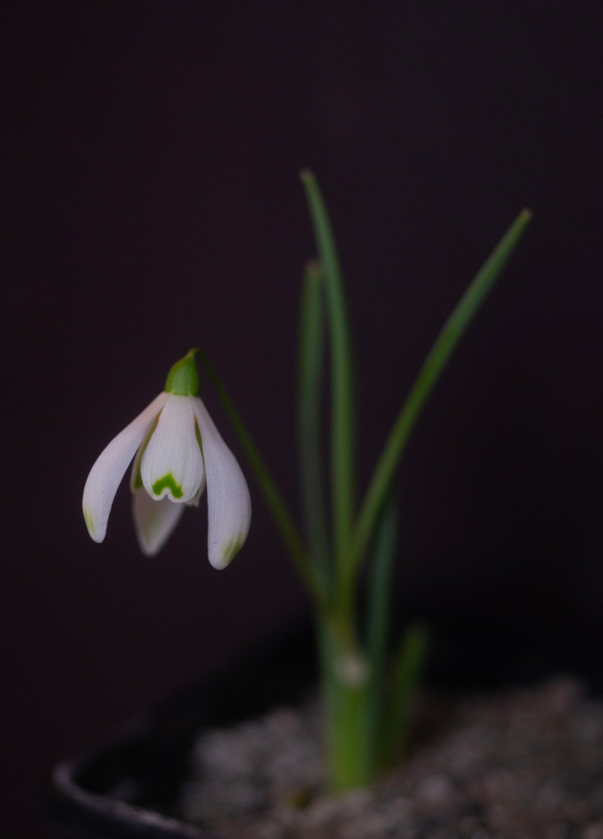 Galanthus nivalis 'Bishop's Mitre' snowdrop – photo 2