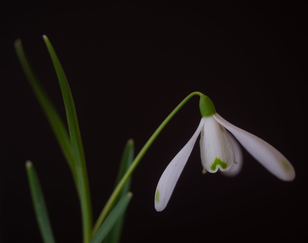 Galanthus nivalis 'Bishop's Mitre' snowdrop – photo 3
