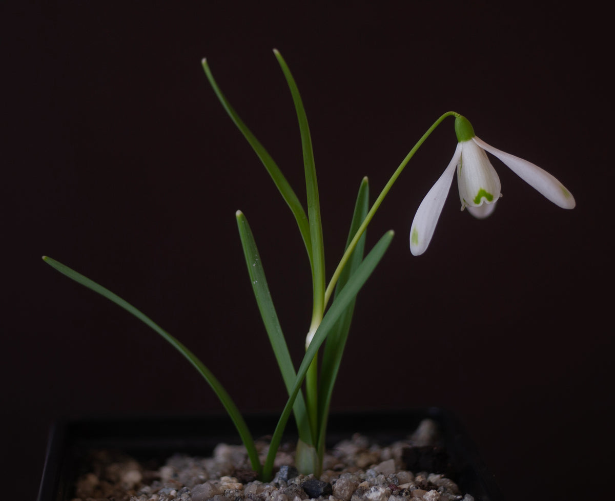Galanthus nivalis 'Bishop's Mitre' snowdrop – photo 4
