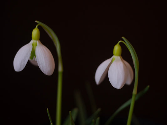Galanthus 'Bloomer'