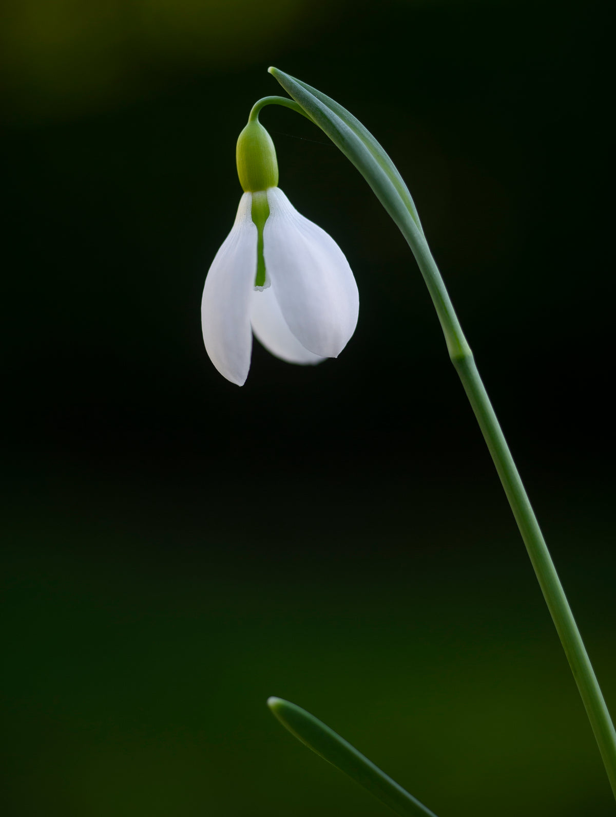 Galanthus 'Bloomer' snowdrop – photo 4
