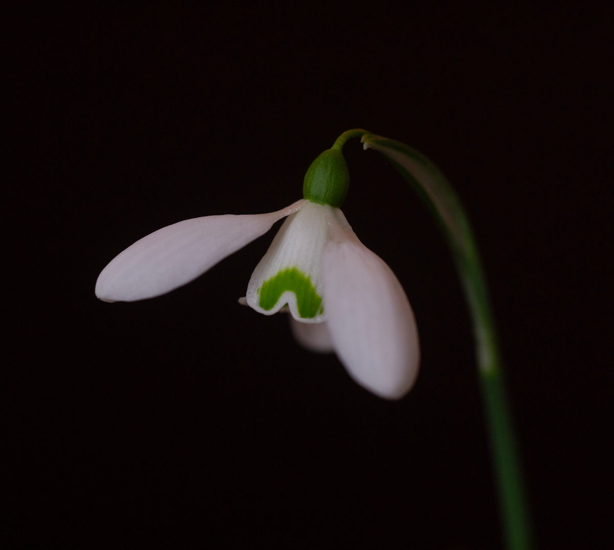 Galanthus 'Brenda Troyle' snowdrop – photo 4