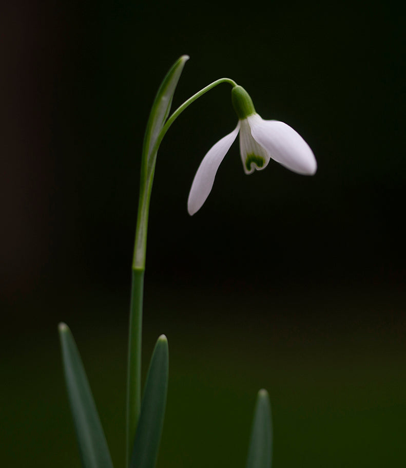 Galanthus nivalis 'Bungee' snowdrop – photo 3