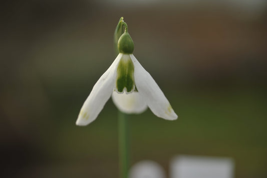 Galanthus 'Amy Doncaster'