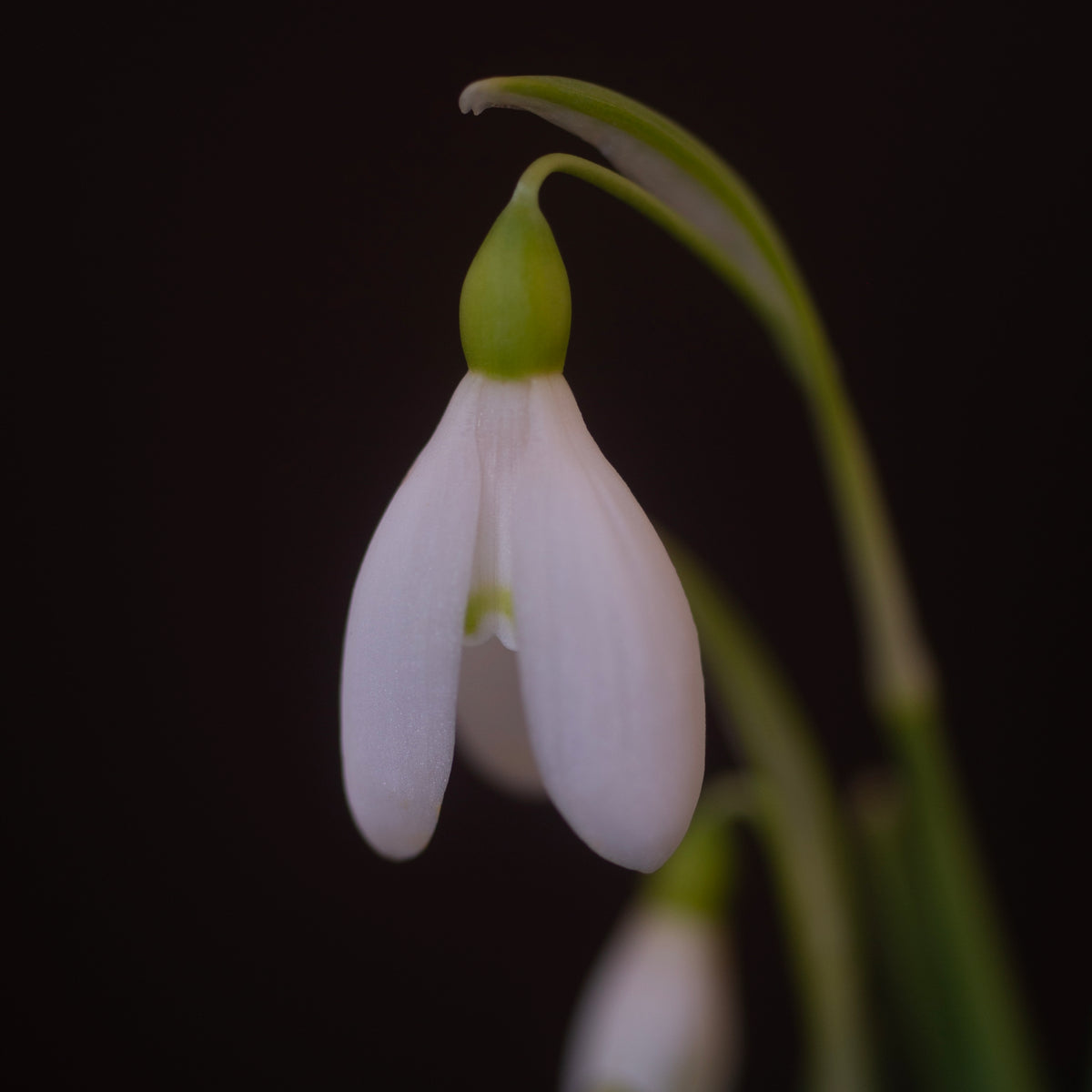 Galanthus nivalis 'Celia Megers' snowdrop flower