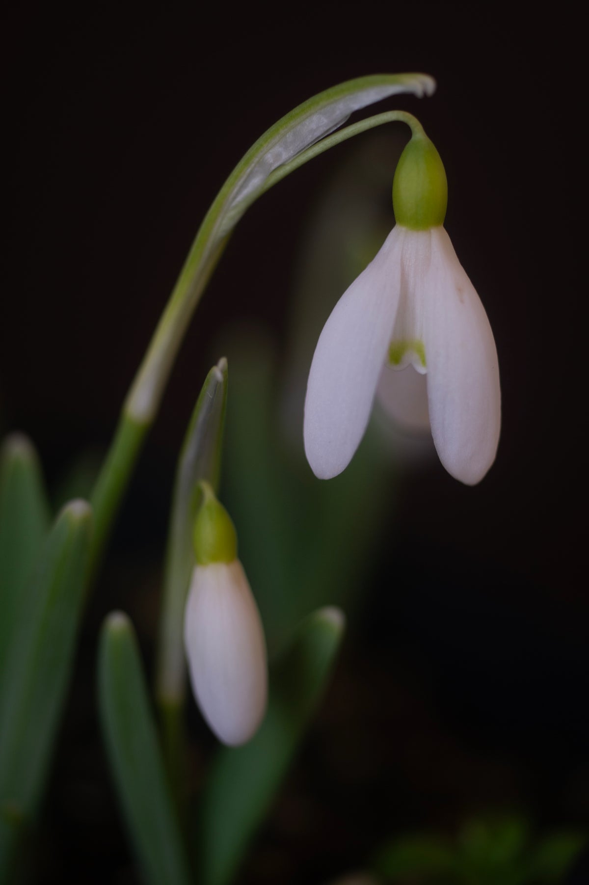 Galanthus nivalis 'Celia Megers' snowdrop – photo 3