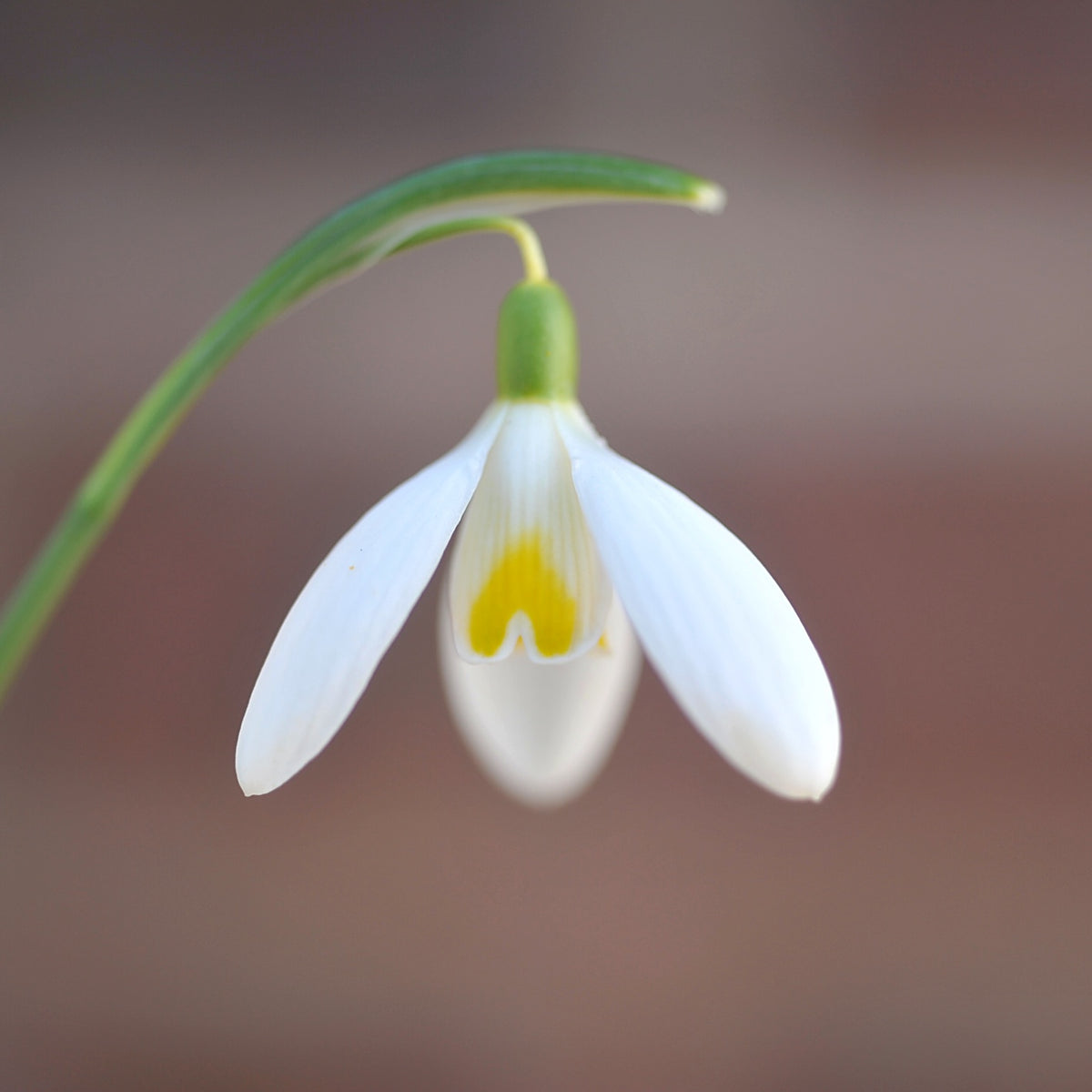 Galanthus 'Chameleon' snowdrop flower
