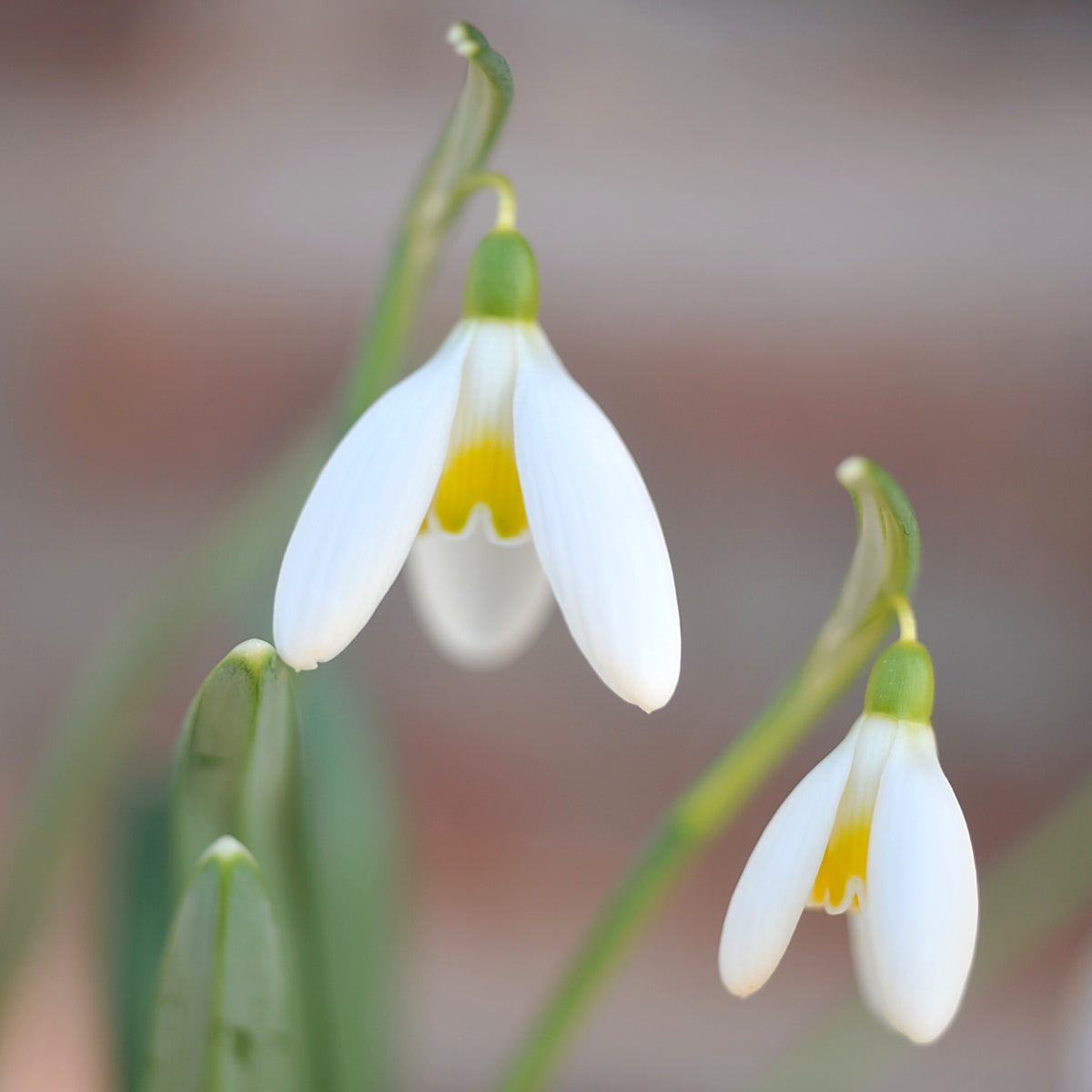 Galanthus 'Chameleon' snowdrop – photo 5