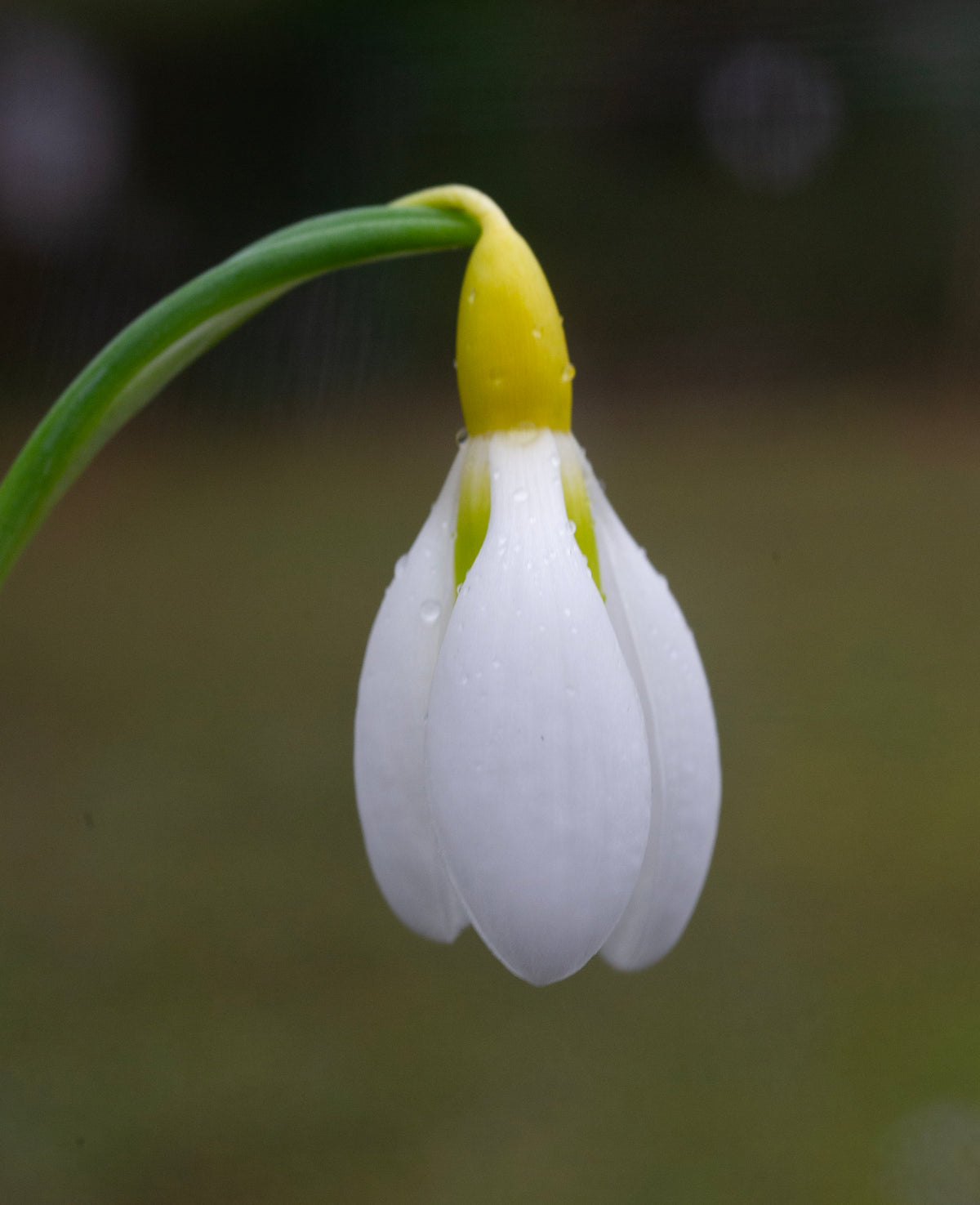 Galanthus 'Chantry Dazzle' snowdrop – photo 3