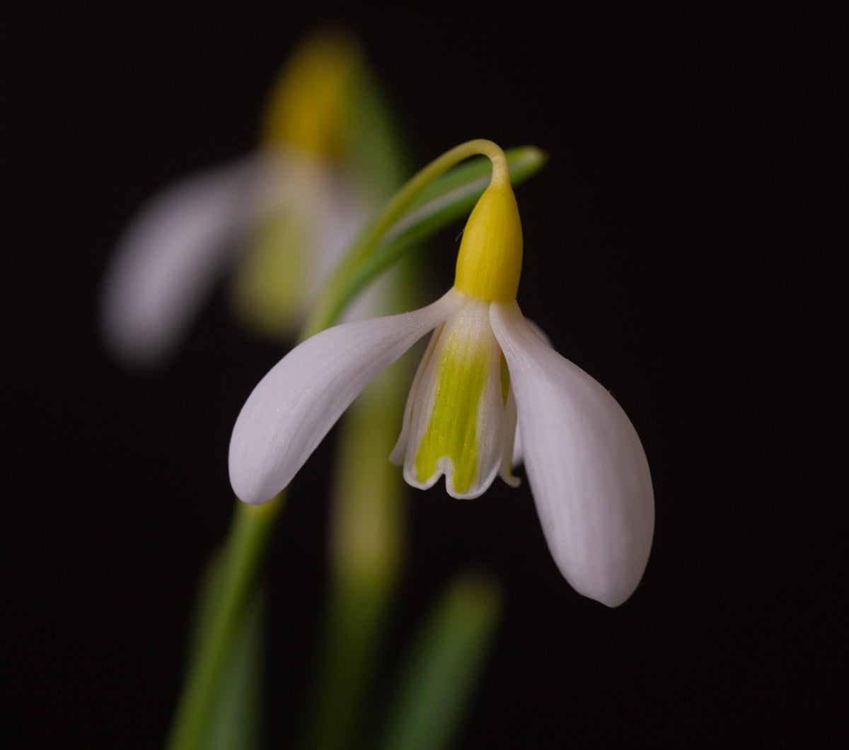 Galanthus 'Chantry Dazzle' snowdrop – photo 5