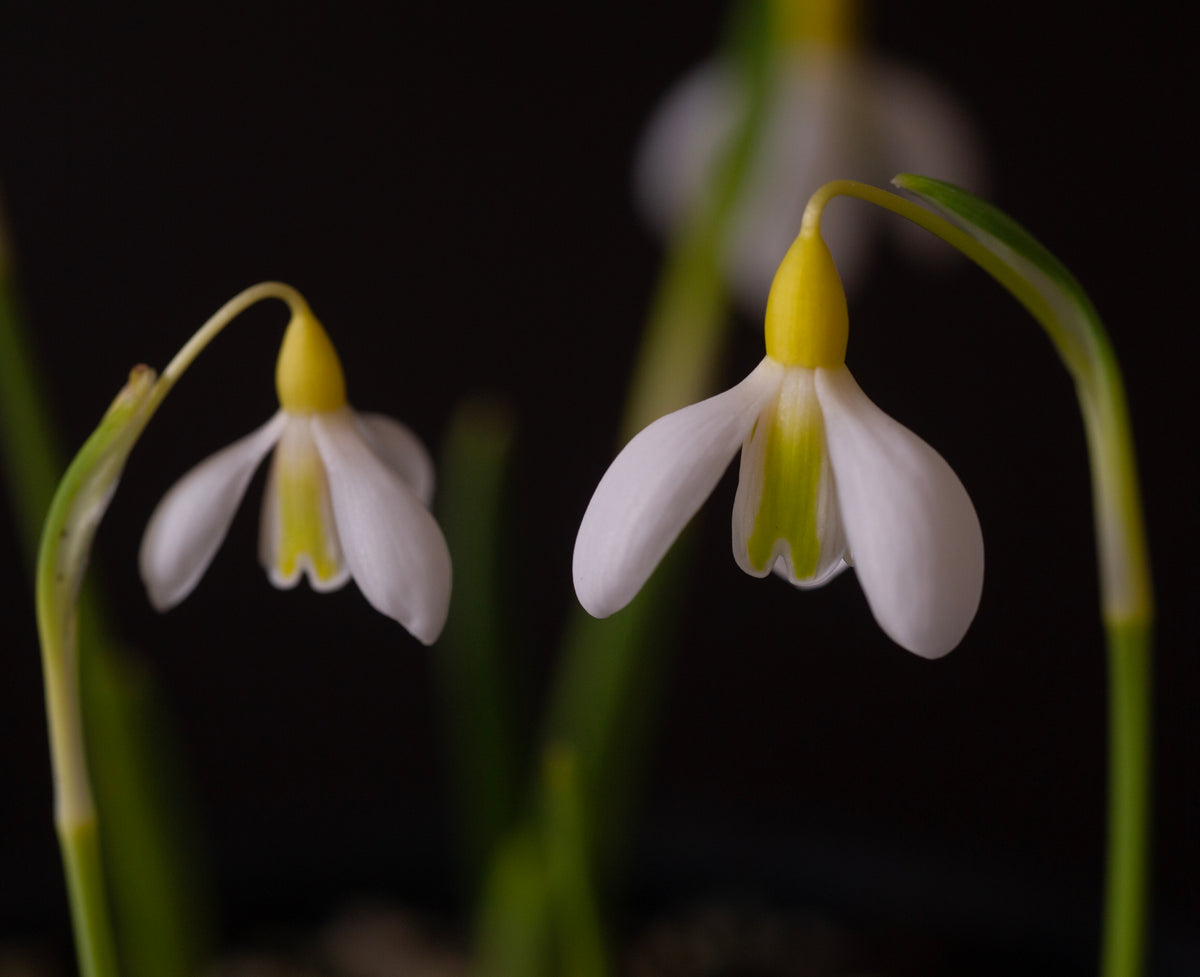 Galanthus 'Chantry Dazzle' snowdrop – photo 6