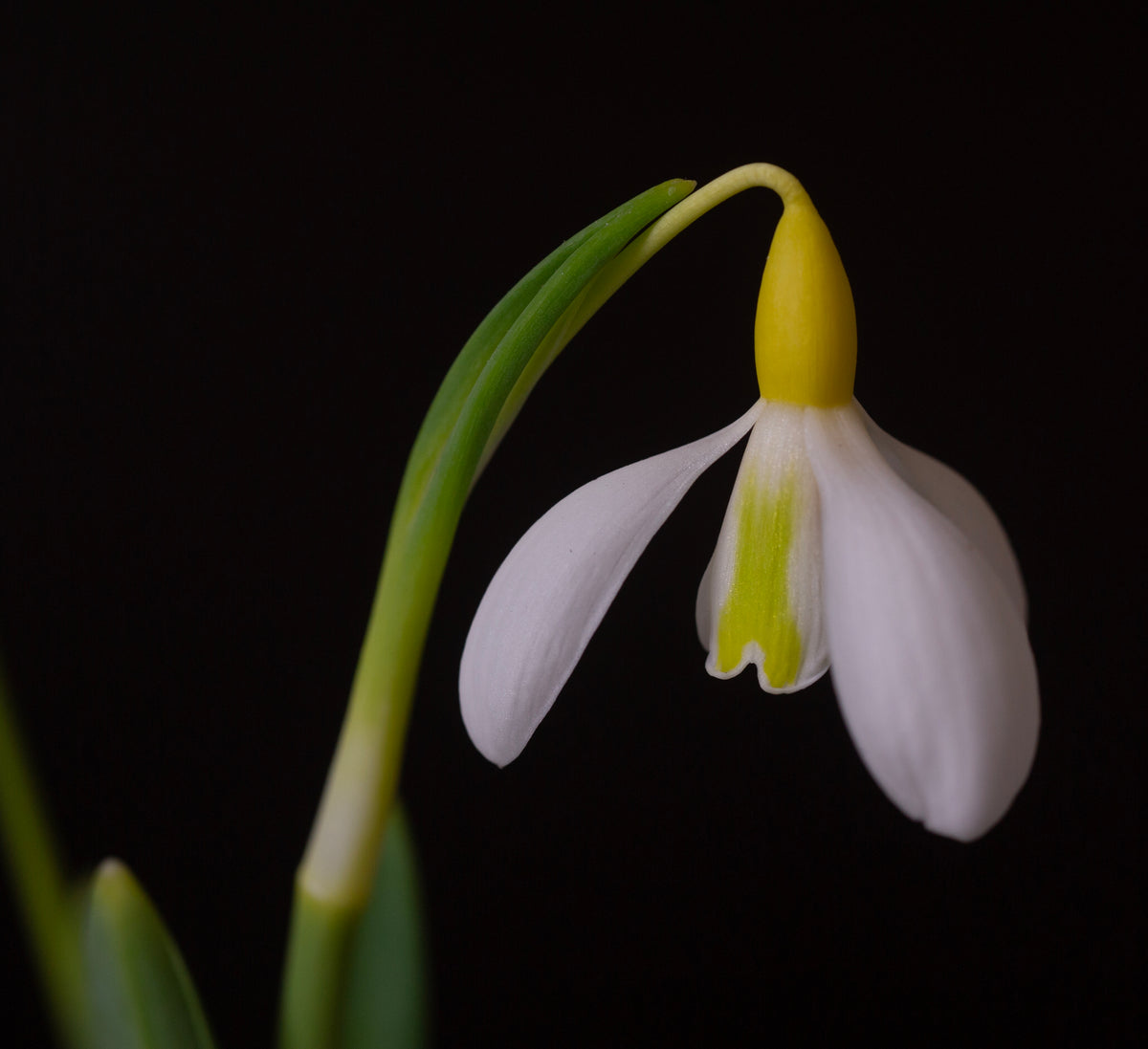 Galanthus 'Chantry Dazzle' snowdrop – photo 7