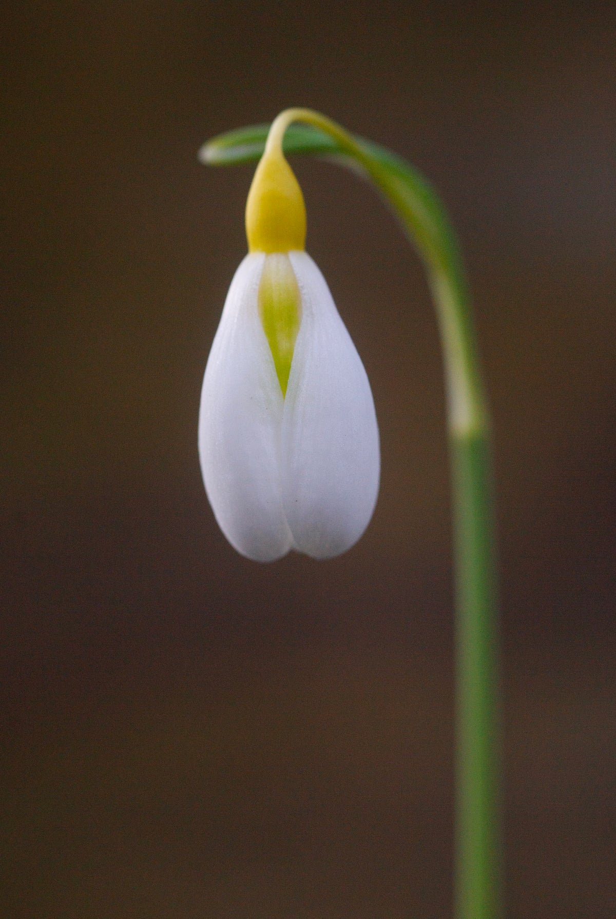 Galanthus 'Chantry Dazzle'