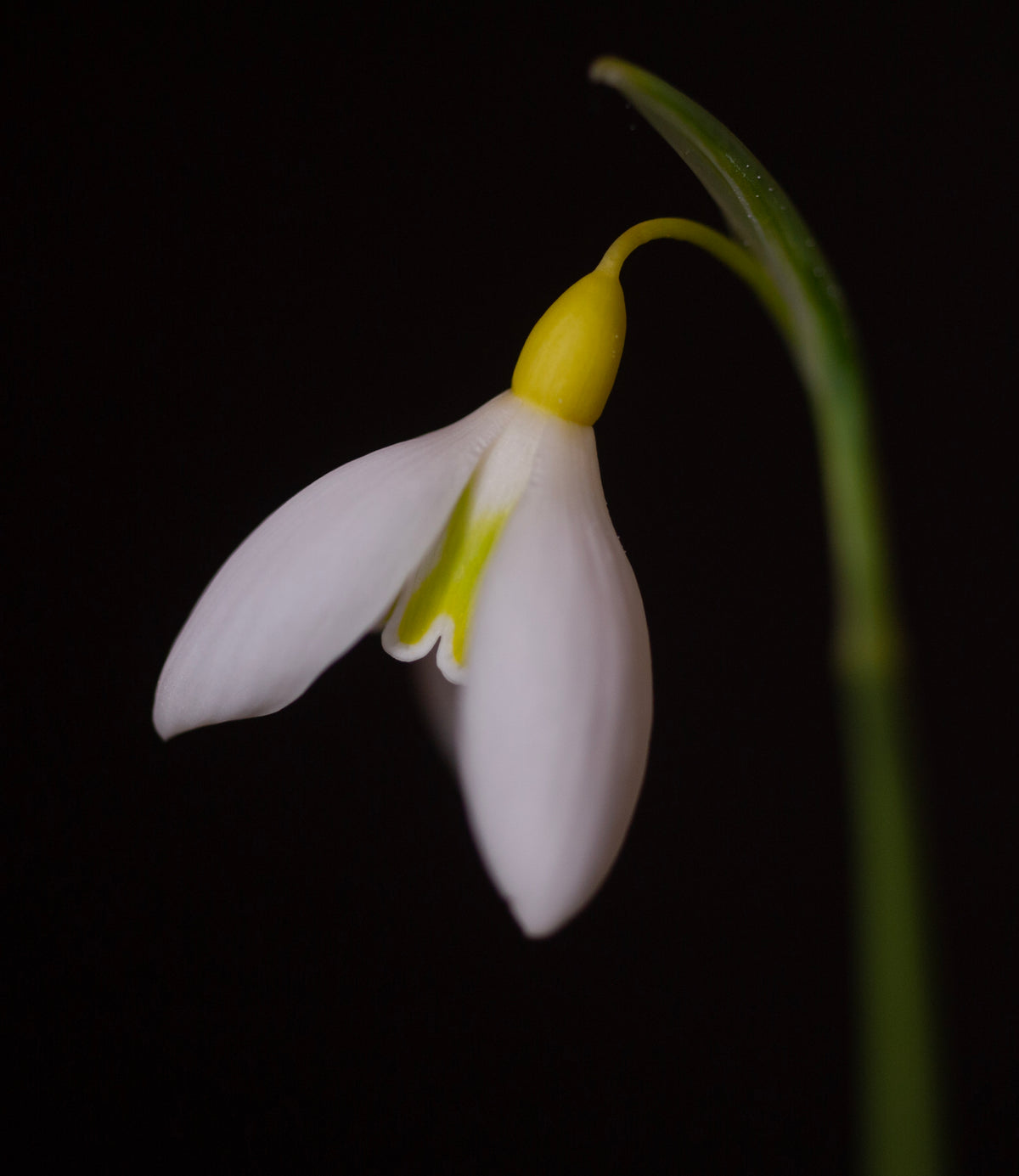 Galanthus 'Chantry Gold Cross' snowdrop – photo 5
