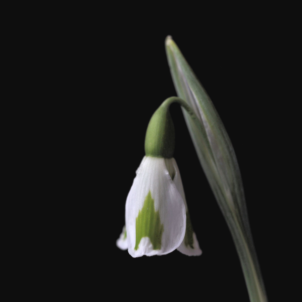 Galanthus 'Chantry Lady' snowdrop – photo 6