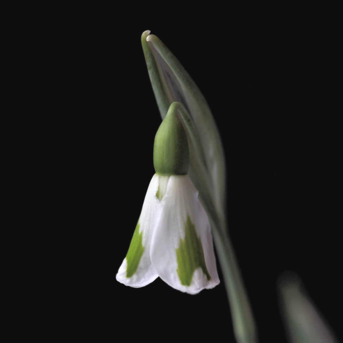 Galanthus 'Chantry Lady' snowdrop – photo 8