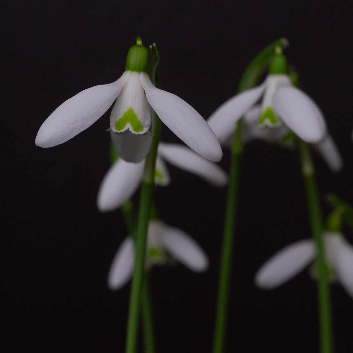 Galanthus reginae-olgae subsp. vernalis 'Christine' snowdrop – photo 6