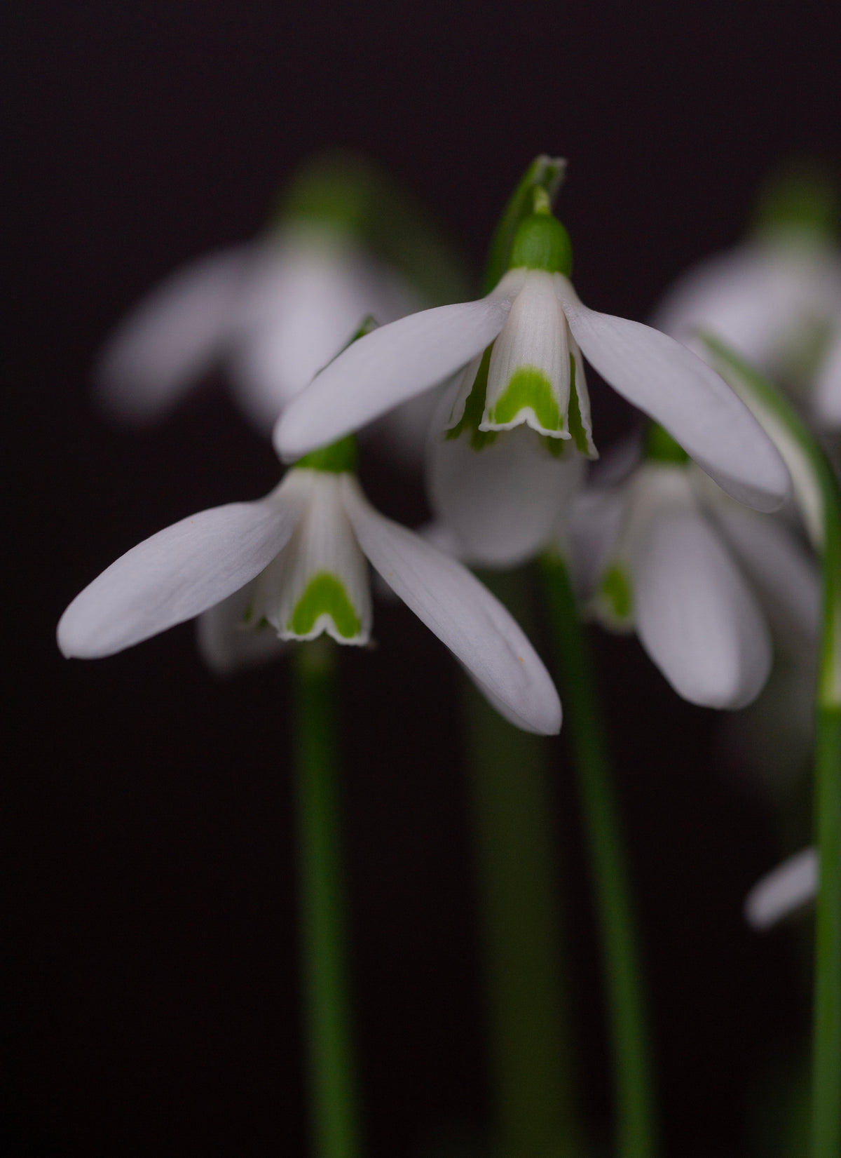 Galanthus reginae-olgae subsp. vernalis 'Christine' snowdrop – photo 8