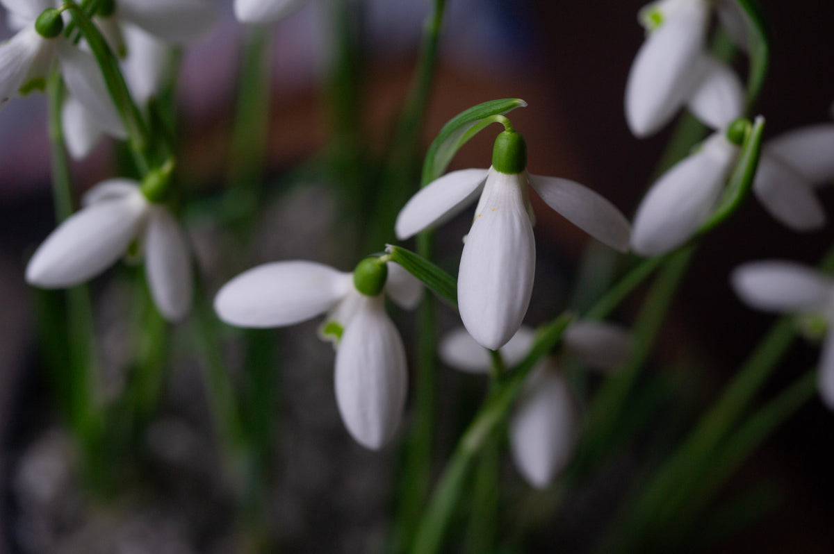 Galanthus reginae-olgae subsp. vernalis 'Christine' snowdrop – photo 11