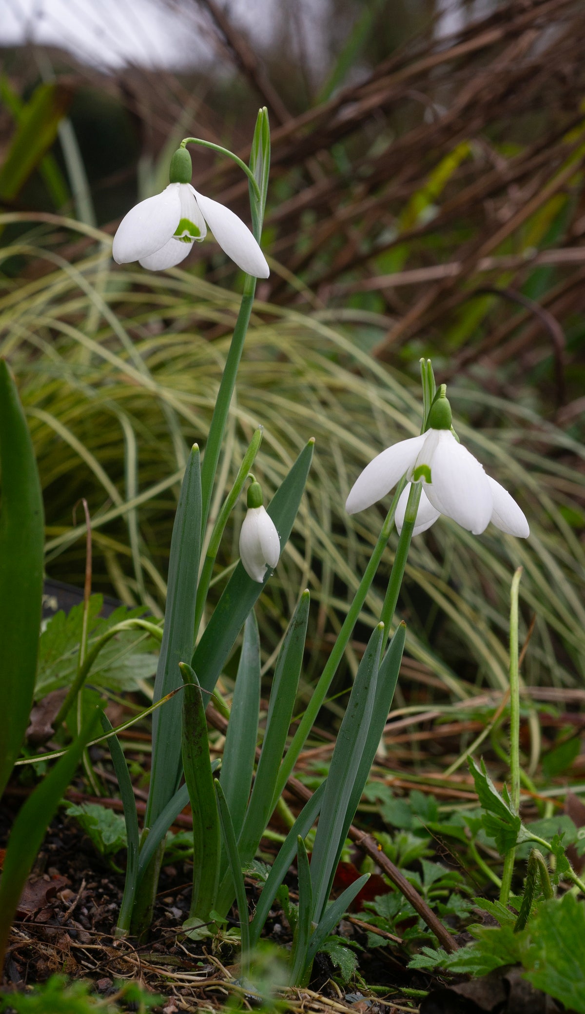 Galanthus elwesii 'Cinderdine' snowdrop – photo 3