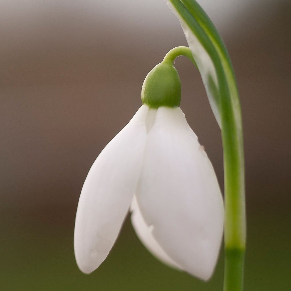 Galanthus elwesii 'Cindy' snowdrop flower