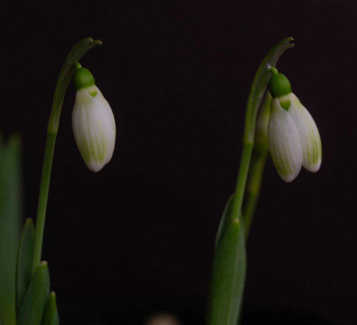 Galanthus elwesii 'Claud Biddulph' snowdrop – photo 3
