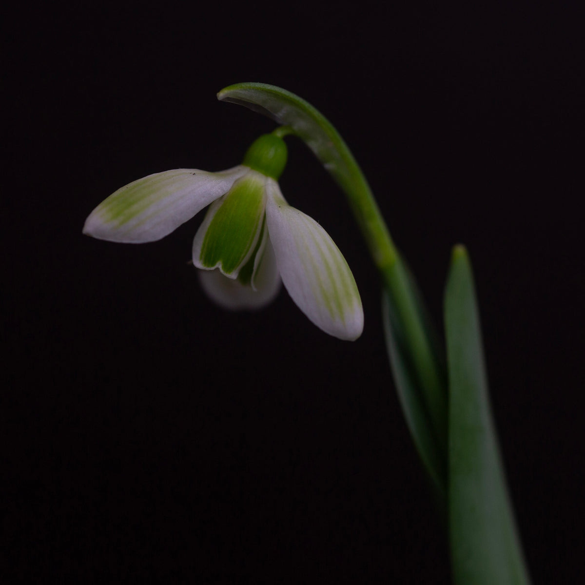 Galanthus elwesii 'Claud Biddulph' snowdrop flower
